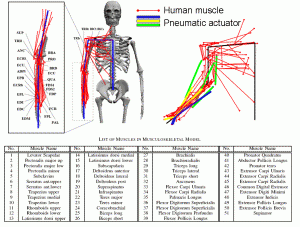 musclecontrol5