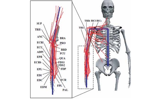 skeleton